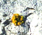 200711251051   岩に咲いた花.jpg