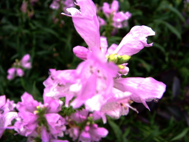 DSC00034.jpg