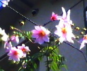 200711211046   芍薬？アップ.jpg