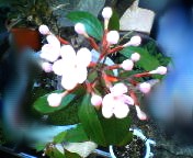 200701221023 花.jpg