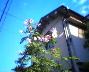 200711211046   芍薬かな？.jpg