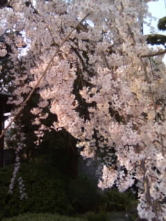 妙勝寺４
