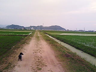 田園の散歩