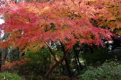 329.庭から一段上がったところは、まるで植物園のよう