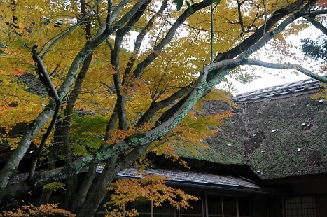 372.藁屋根を引き立たせる