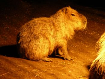 2008･8･16　旭山動物園 カピバラ　ぬぼ～ん.jpg