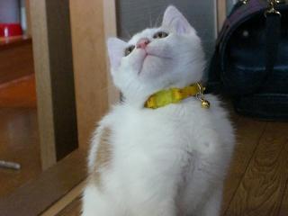 きらら