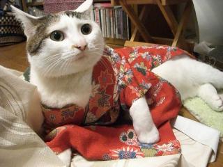 きもの4