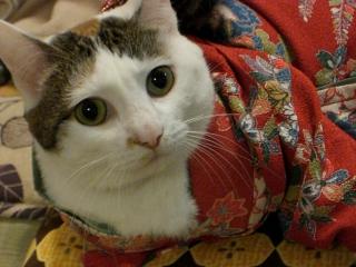 きもの7