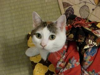きもの9