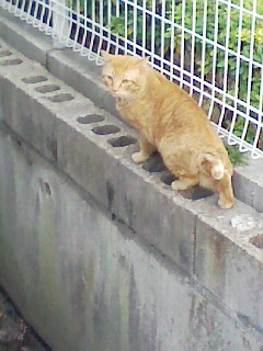 ご近所猫2