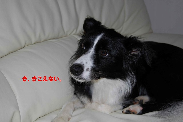 き、きこえない。.jpg