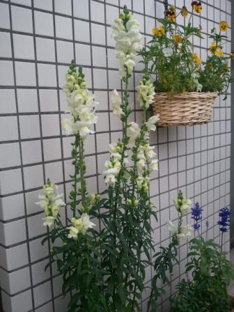 ga0607
