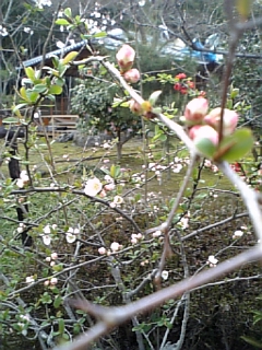 DVC00017.JPG
