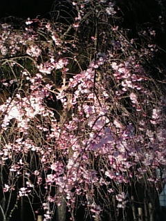 DVC00014.JPG