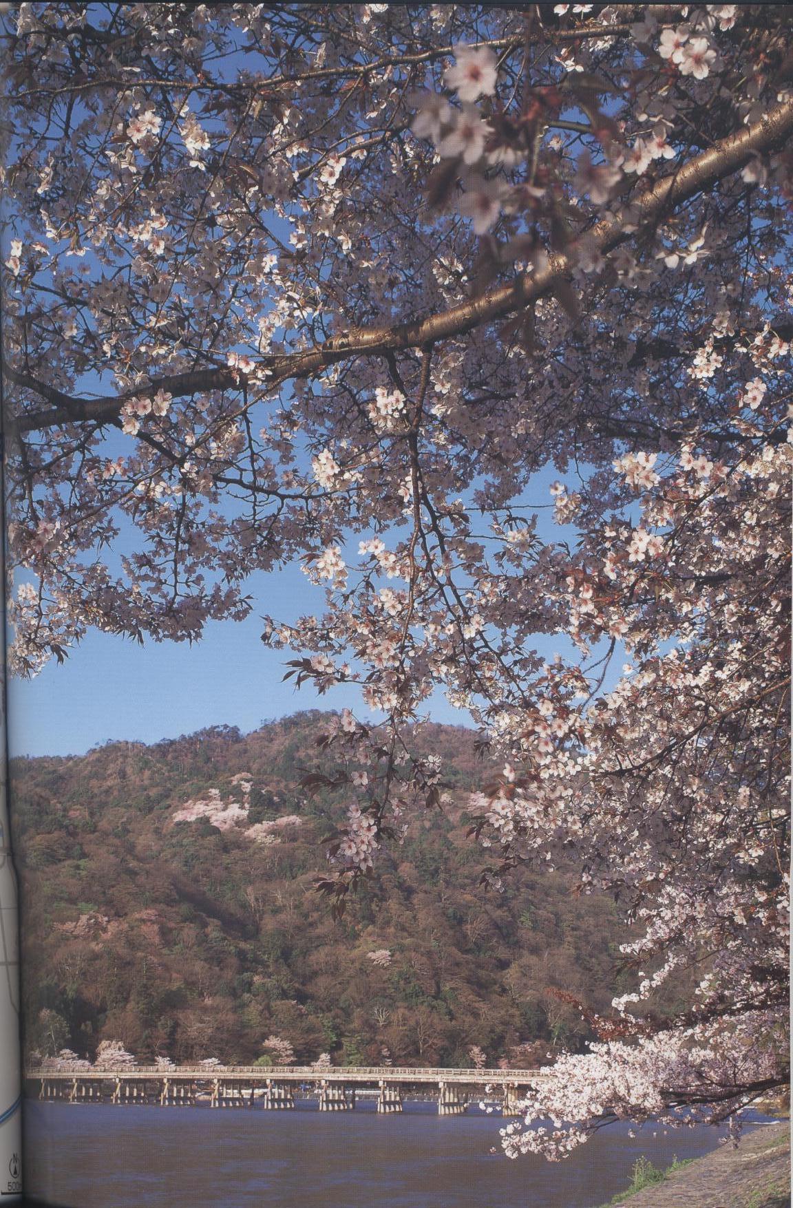 螺鈿様１ 002.jpg