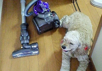 dai01.JPG
