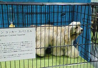 アメリカンコッカースパニエルだ！！！