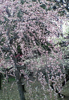 2007021614113000.jpg