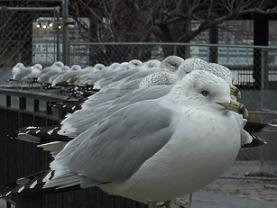 ホーボーケンの鳥.jpg