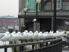 ホーボーケンの鳥２.jpg