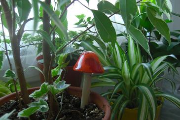 キノコと観葉植物.jpg