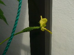 ニガウリ雌花　20070701