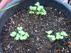 20090924ダイコン第２弾発芽