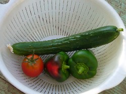 20090925今朝の収穫