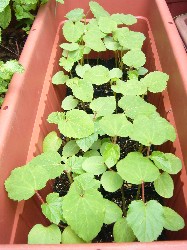 20090704　丸莢オクラポット苗