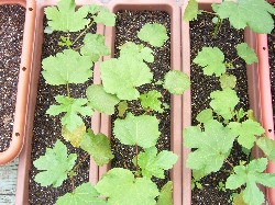 20090704　丸莢オクラ