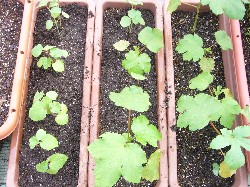 20090704　丸莢オクラ間引き＆定植