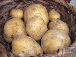 インカのめざめ　20070630