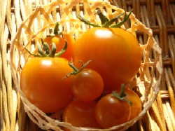 20071211　収穫野菜