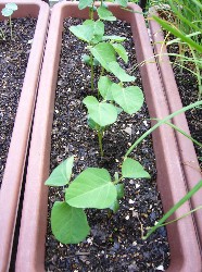 エダマメ間引き　20080615