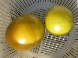 桃太郎収穫　20080113