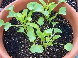 20090924ダイコン第１弾