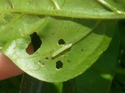 パプリカ葉裏の虫　20080601