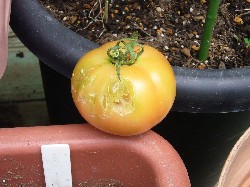 20090705齧られた桃太郎