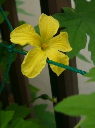 ニガウリ雄花　20070708