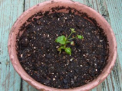 20090606コリアンダー植付け