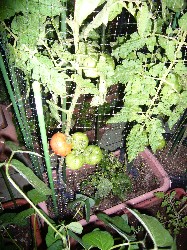 20090705桃太郎ネット掛け