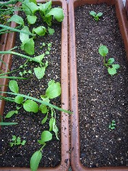 20090912チンゲン菜＆ターサイ間引き・増土