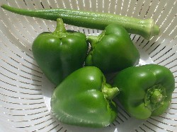 20090913　今朝の収穫