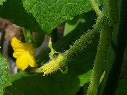 20090913キュウリ第3弾ちびキュウリ