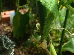 20090913キュウリ第2弾