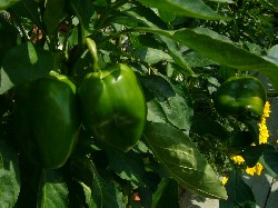 20090905パプリカ