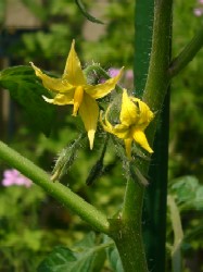 ミニトマト（芽欠き）　20070512