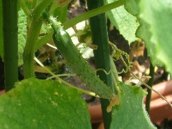 20090913　キュウリ第2弾