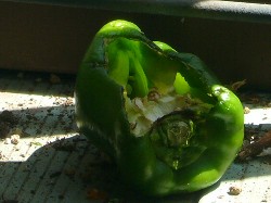20090905パプリカ食害